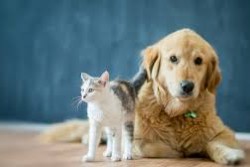 Cat and dog sitting next to each other
