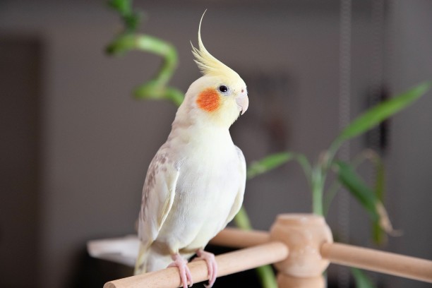 A cockatiel sitting on a wooden perch