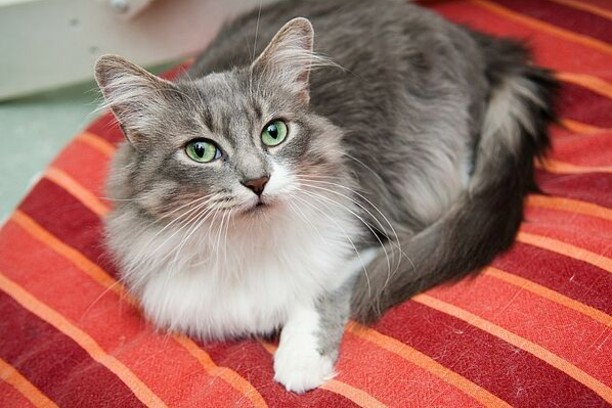 A cat laying on a bed