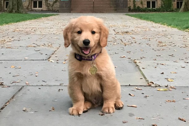 A golden retriever puppy sitting on a walkway to a house