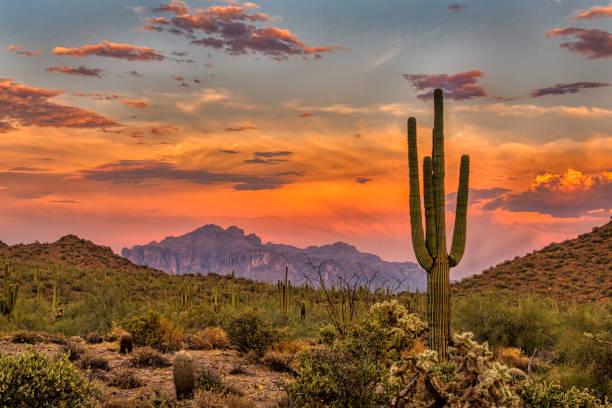 A desert in the sunset with a cactus in the foreground