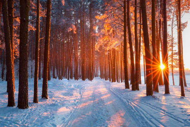A trail in the forest covered in snow
