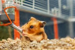 A hamster drinking water